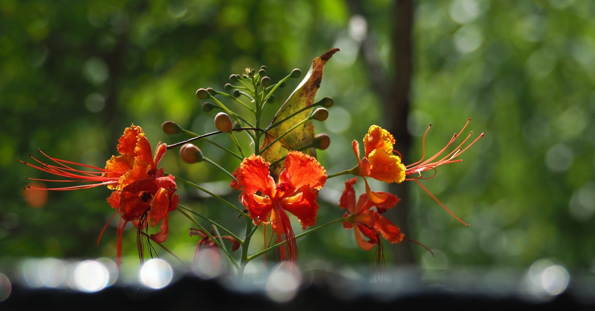 A close-up of a red and yellow Pride of Barbados flower blooms with green foliage and a blurred background.